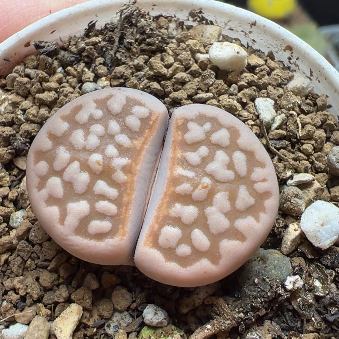 红寿丽多肉植物百科3
