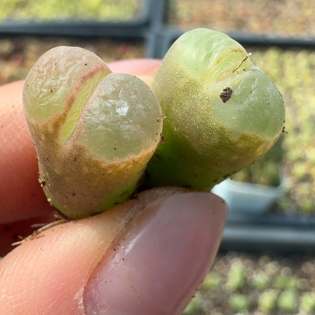 1072粉樱895896669999