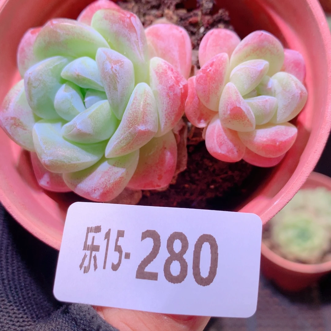 乐然15-280 冰玉双头