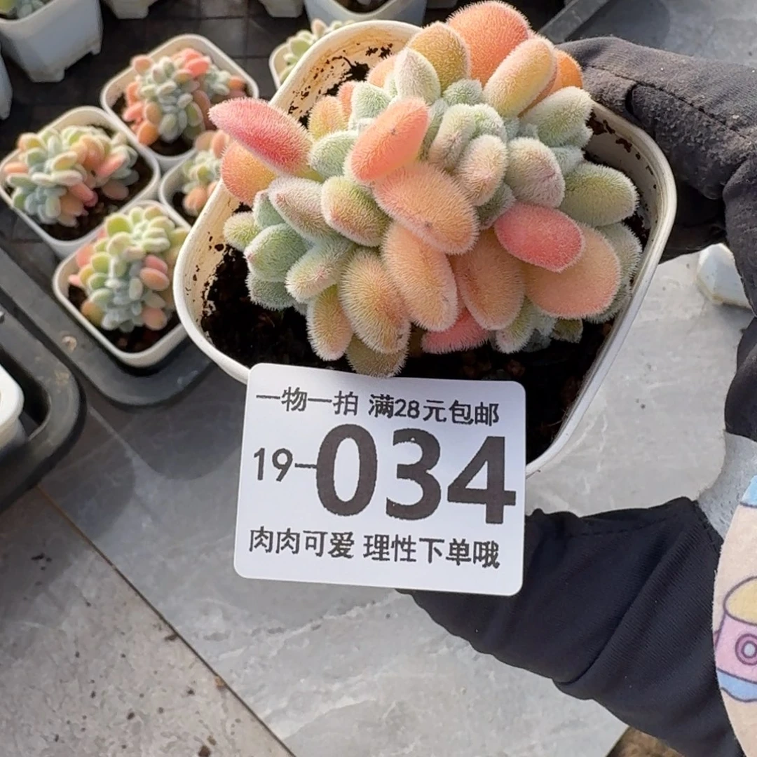 雪晃星缀无盆土发货