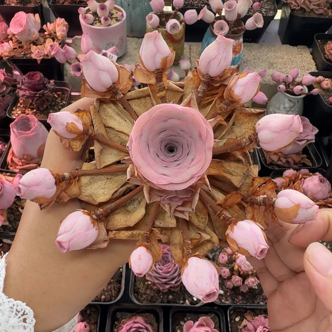 L45半城玫瑰一鹿兜