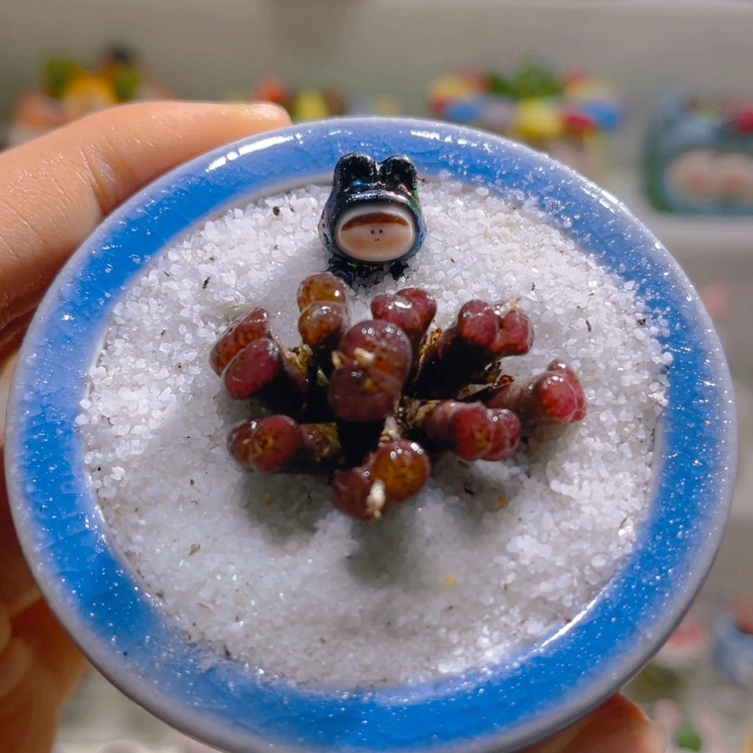 058熊猫勋章8头带盆土一套88