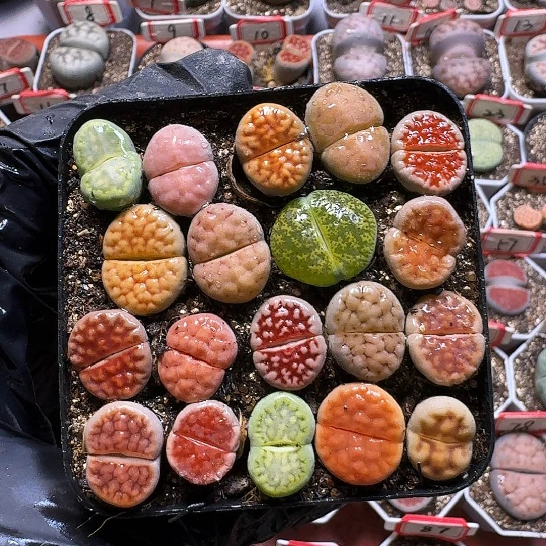 福利无售后23///。  135号