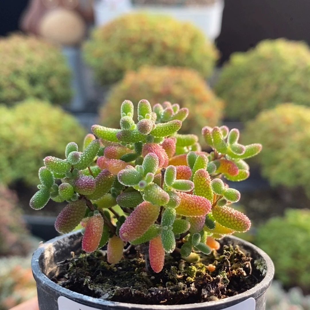 密叶糖球1747枝干番杏