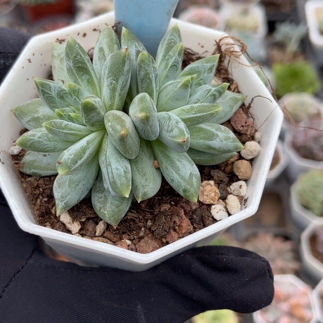 2154伊丽莎白多肉