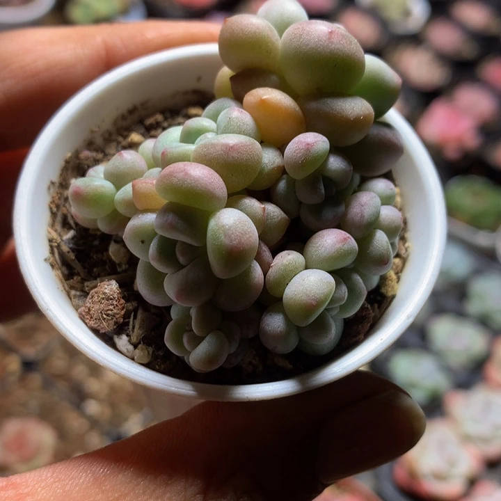 泡泡糖多肉一物一拍