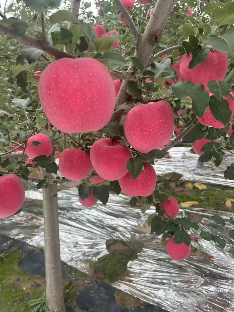 甘肃庄浪红富士苹果脆甜多汁新鲜水果自然果香