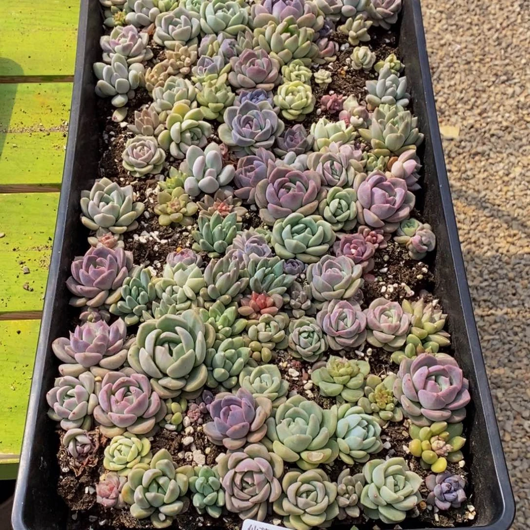 大*菜589的人生态度是一个人