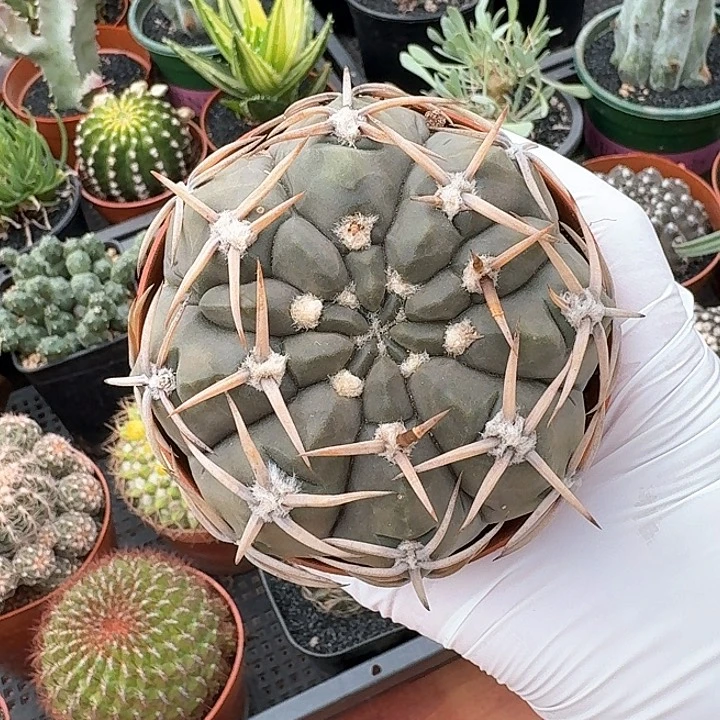 鸭*仙人球强刺仙人球