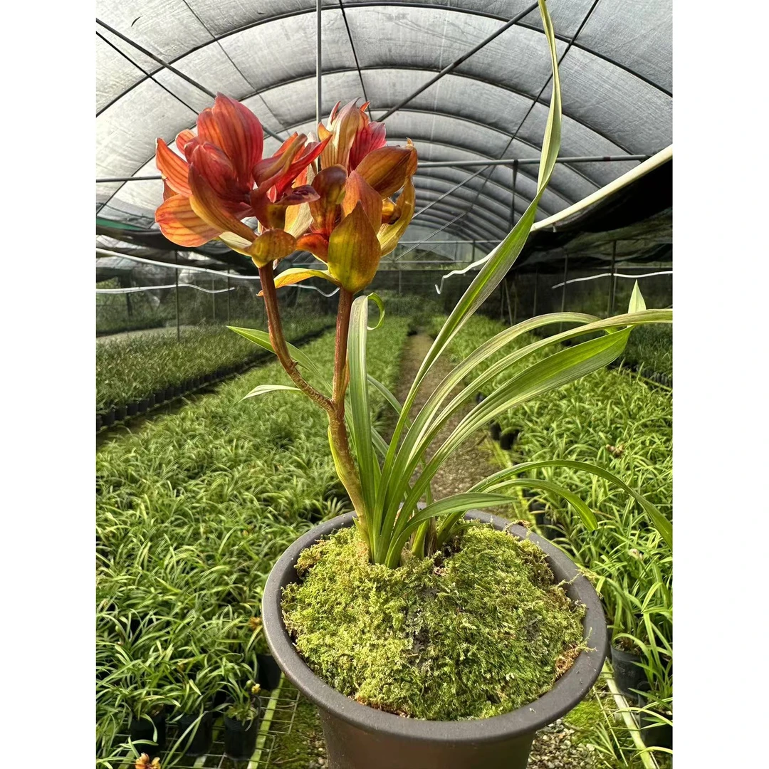 寒兰【七彩牡丹】多瓣奇花花期10月到2月 浓香型