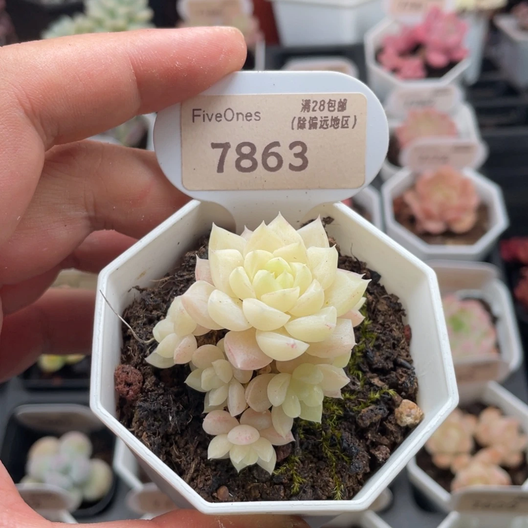 白天鹅7863-4.5厘米