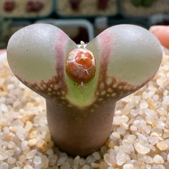 Se肯哈德一颗844