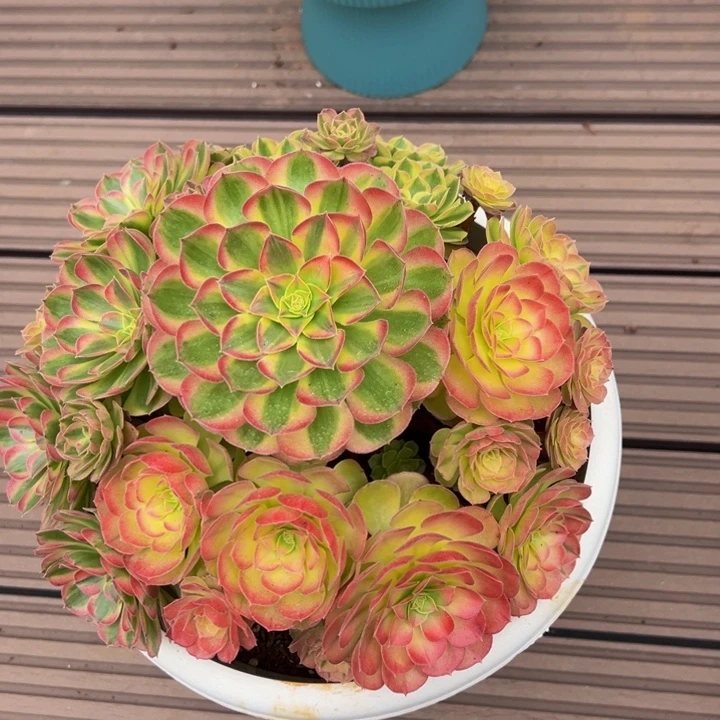 雨荷朵朵群带樱花锦