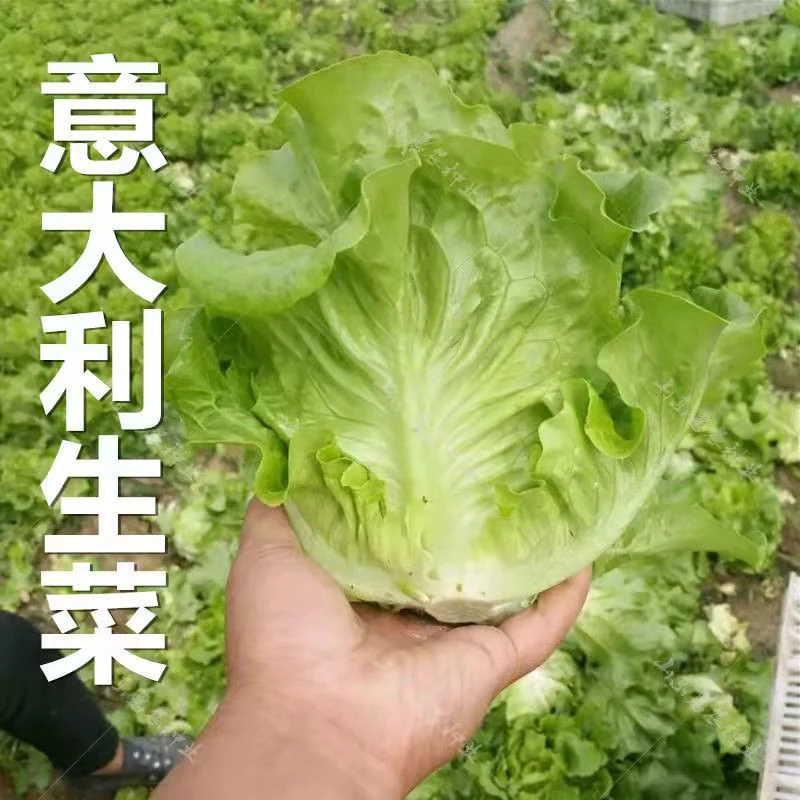 生菜意大利全年耐抽苔生菜种子阳台盆栽四季蔬菜