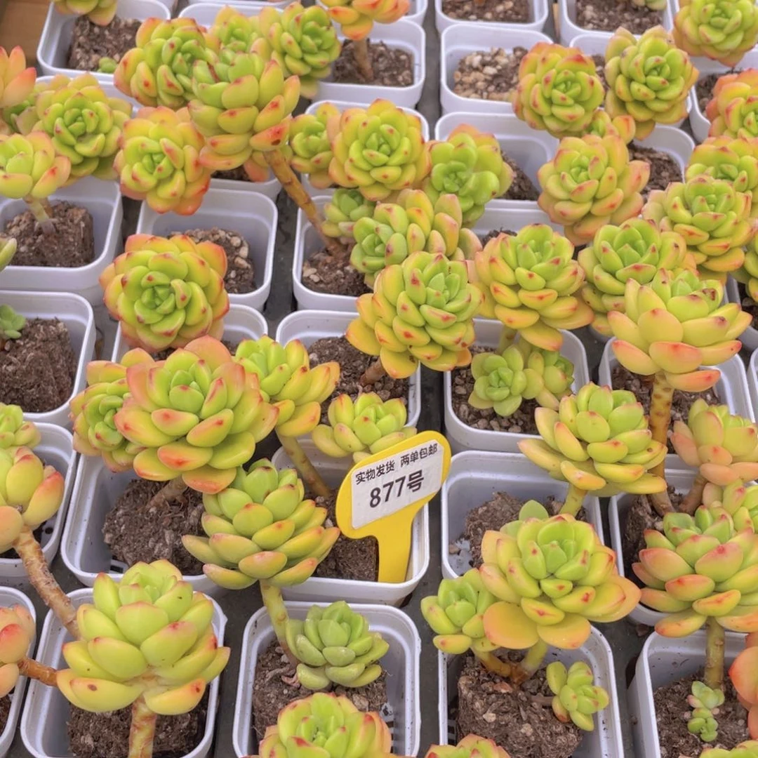 877号 韩版柠檬宝石2个