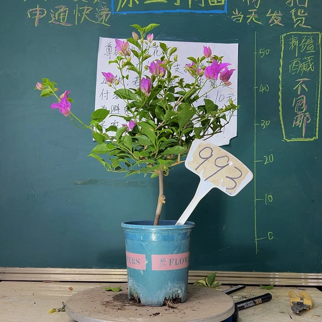 当前无花栽培后可以开花雪紫 993