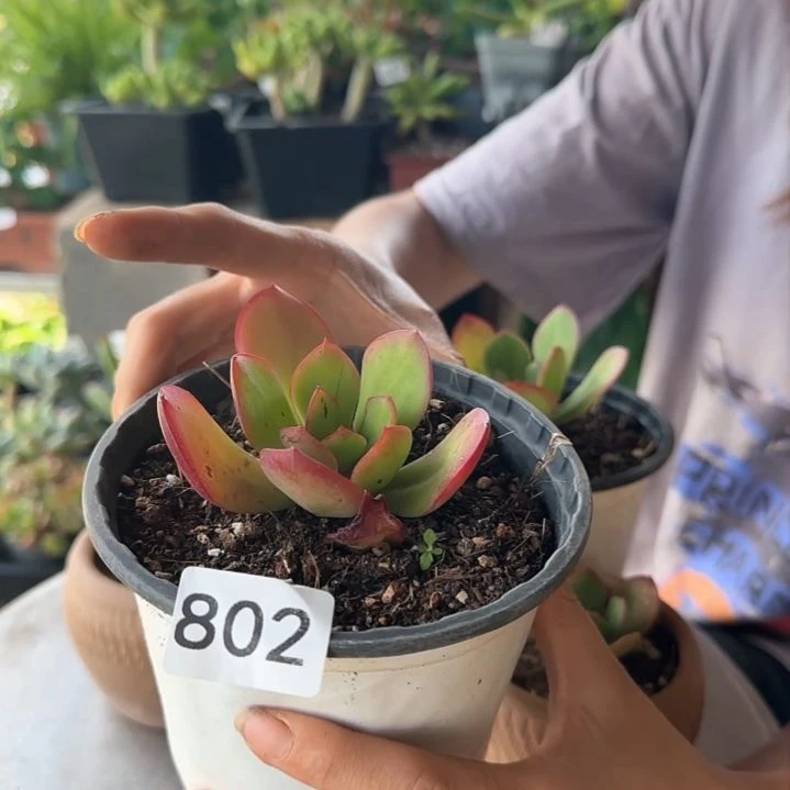 暖***802号 一物一拍 一物一拍