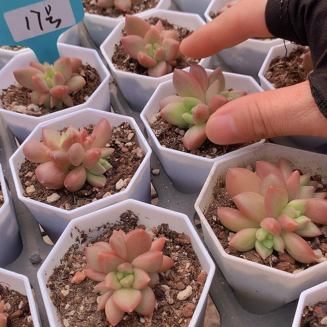 17号迷雾泡泡23567788