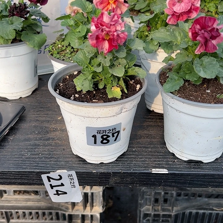 少量花朵（建议范围：2朵-5朵 或40%以下）