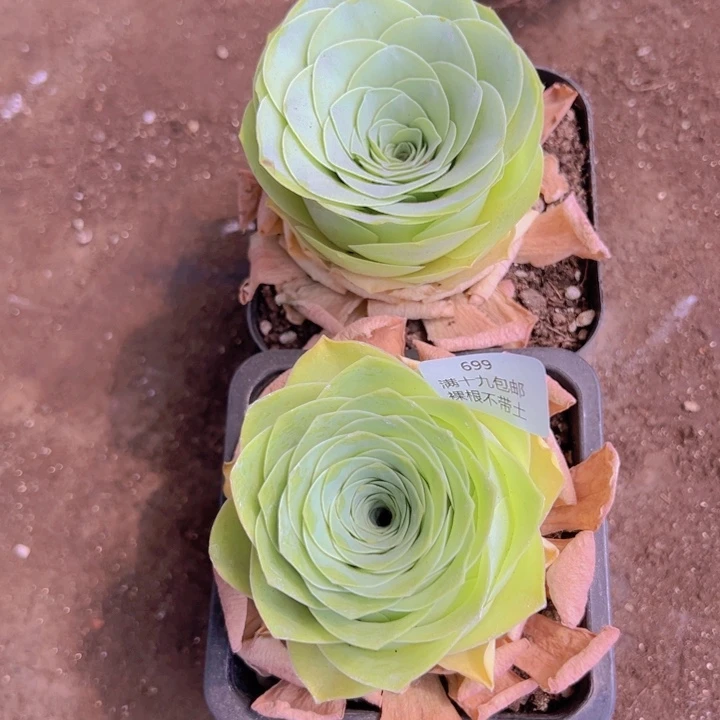 699 裸根不带土发货不包损