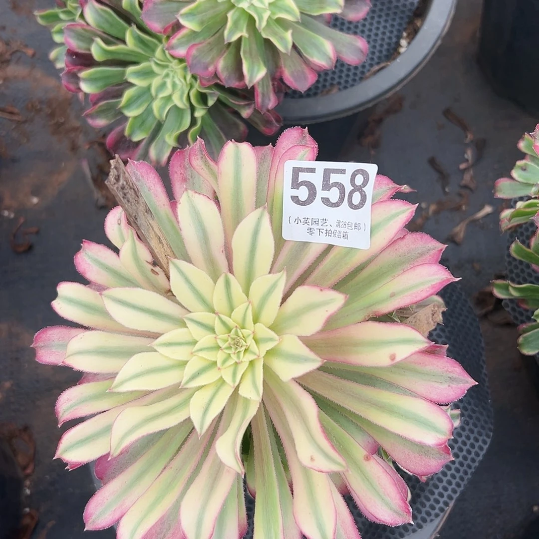 波仙多肉植物558多肉植物