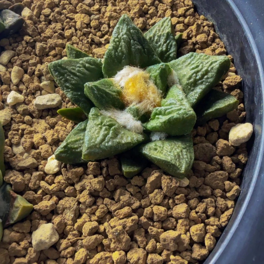 短宽皱U龙角 实生