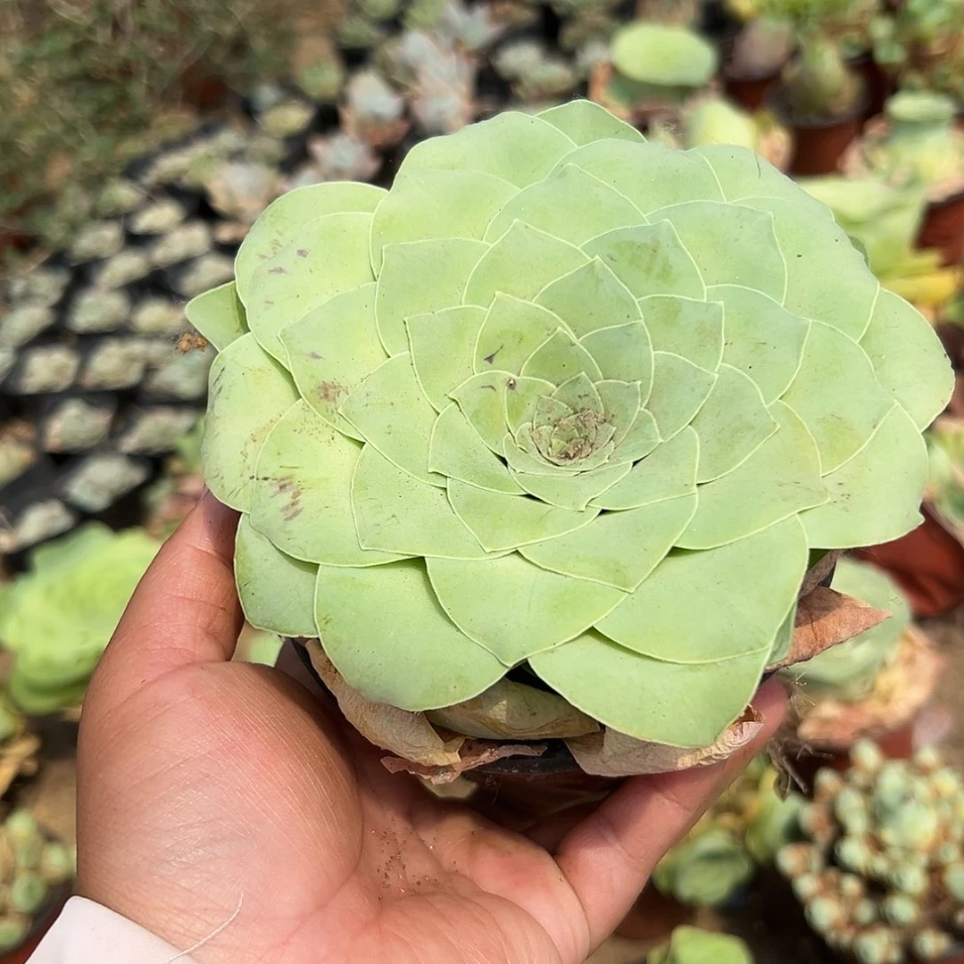 多肉植物多肉植物