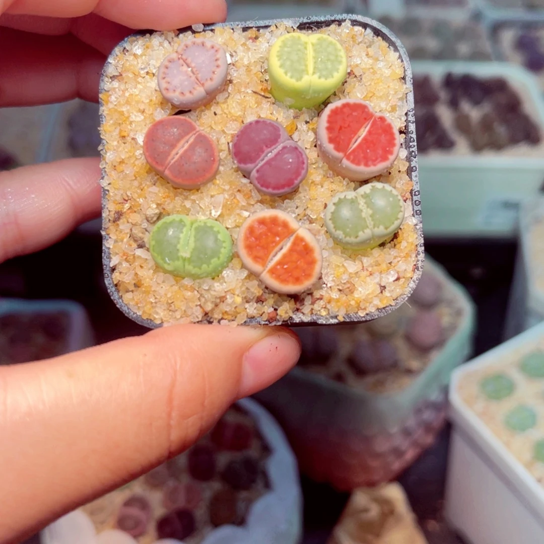 45号带盆包邮发货