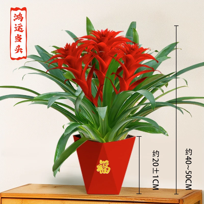 【三颗装】年宵花卉鸿运当头大红星盆栽客厅前台四季开花40-50cm