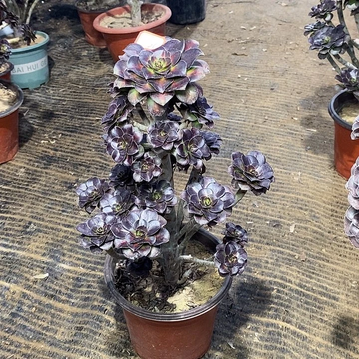 26，晚霞多肉法师多肉法师