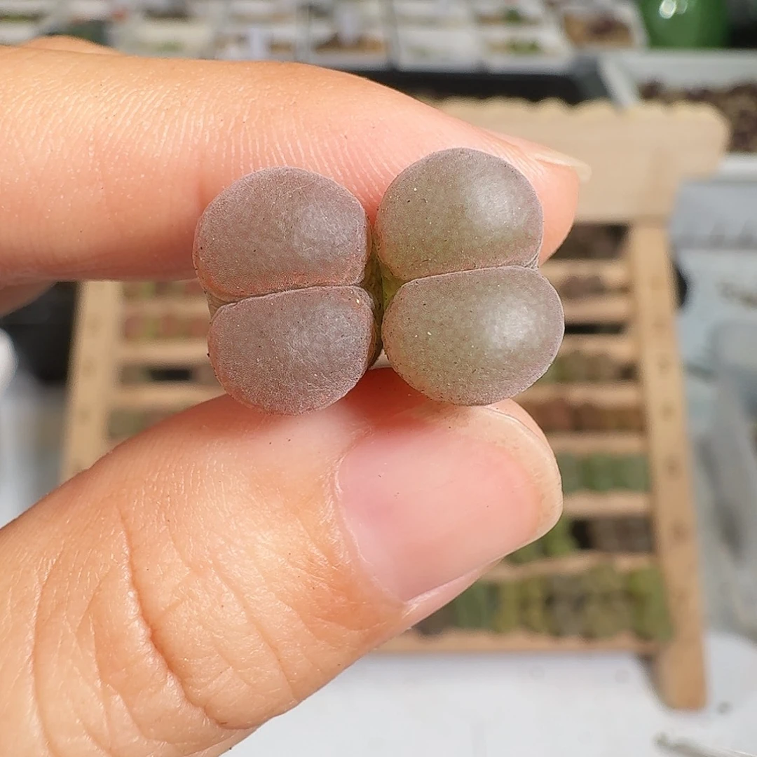 多肉植物福利风铃209