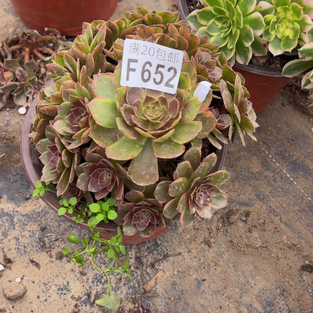 652多肉植物捧花的