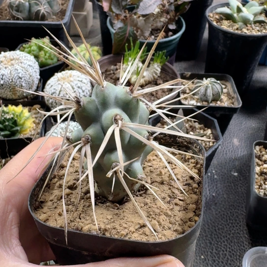 756枪骑兵脱土发货自根