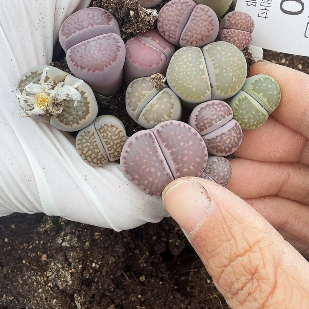 哈哈笑不了啊救命630好