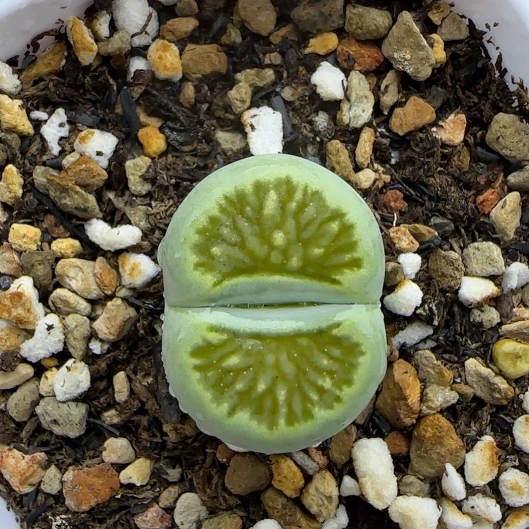 绿菊生石花大棚直播