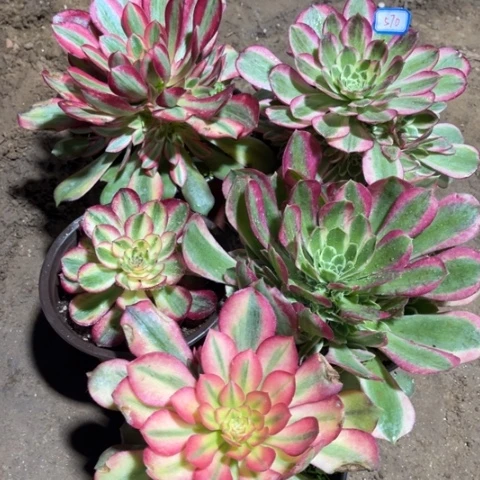 570多肉植物组合