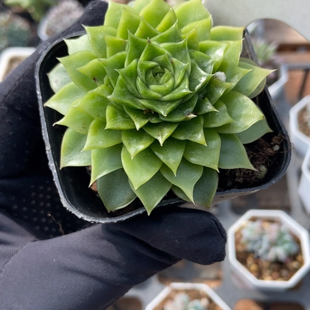 910珍妮多肉植物多肉