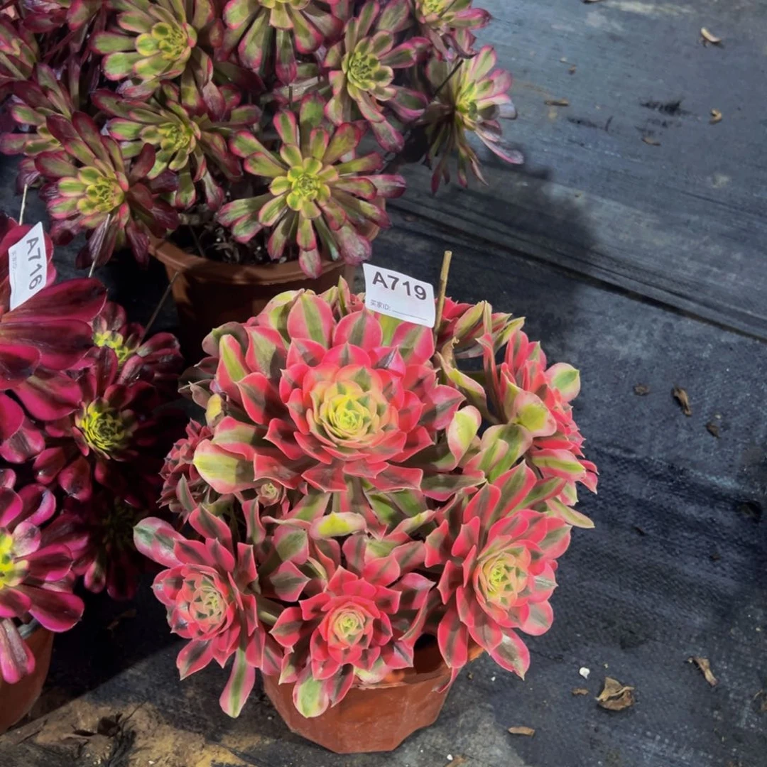 719粉女郎法师，多肉植物