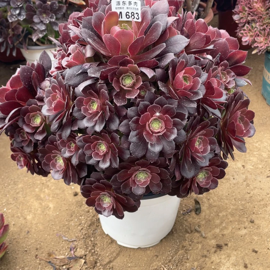 683荷兰多肉法师断枝不包