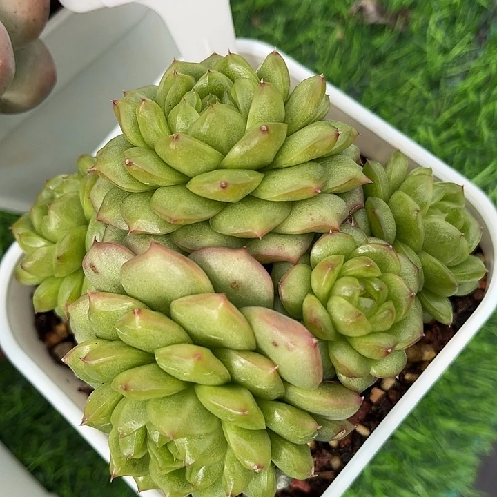 多肉植物3529. 一定要拍个冷链哦
