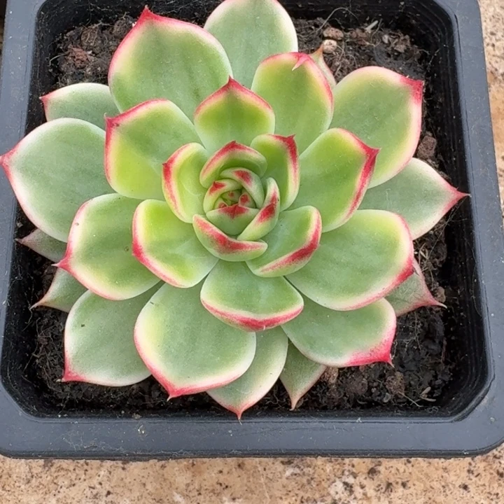 桃花锦一物一拍好看