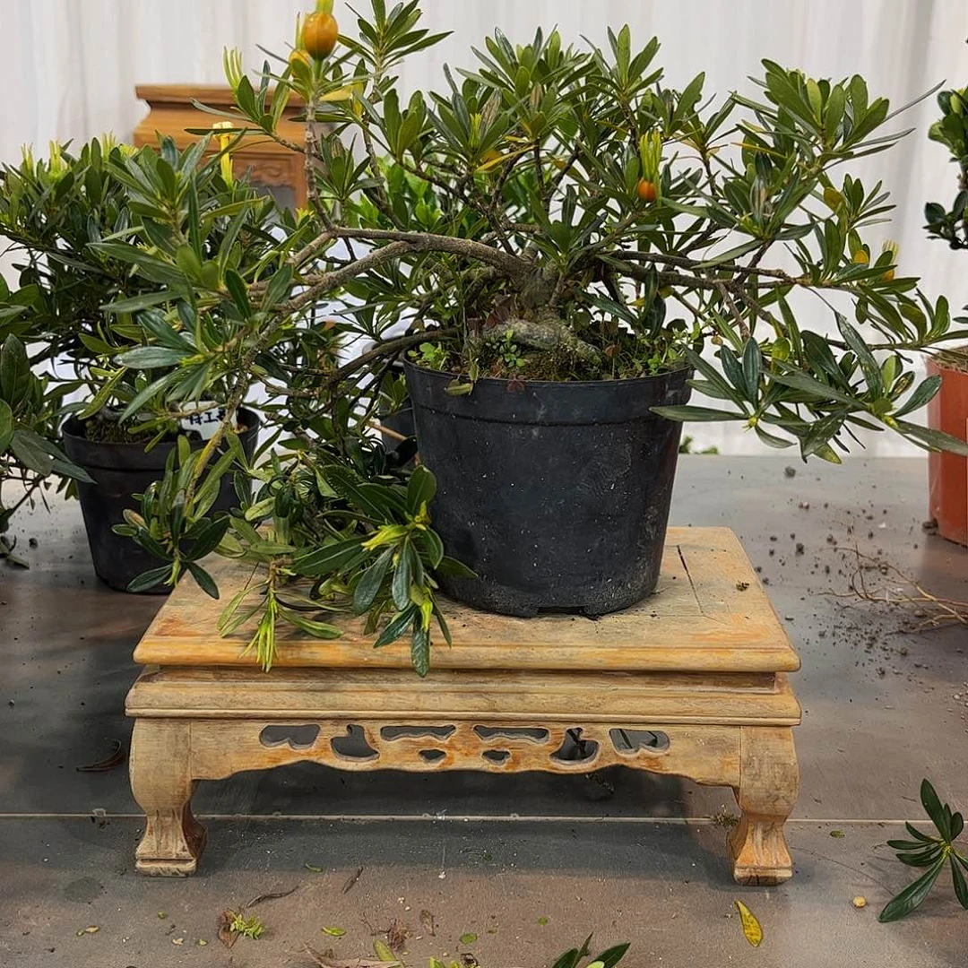 红陶五***羊栀子花一物一拍