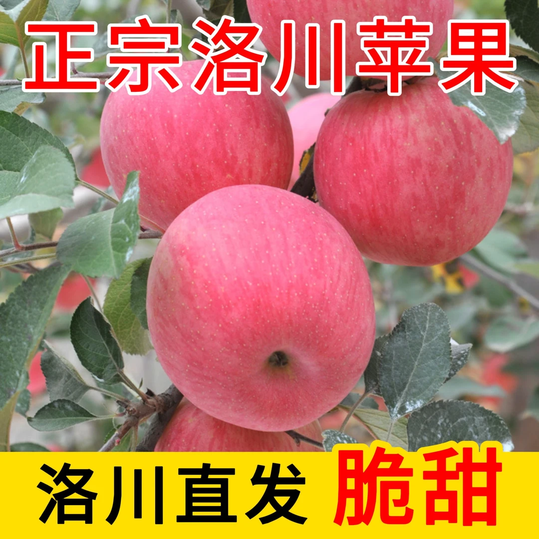 【买五送五】坏果包赔正宗洛川苹果红富士脆甜不打蜡水果新鲜整箱