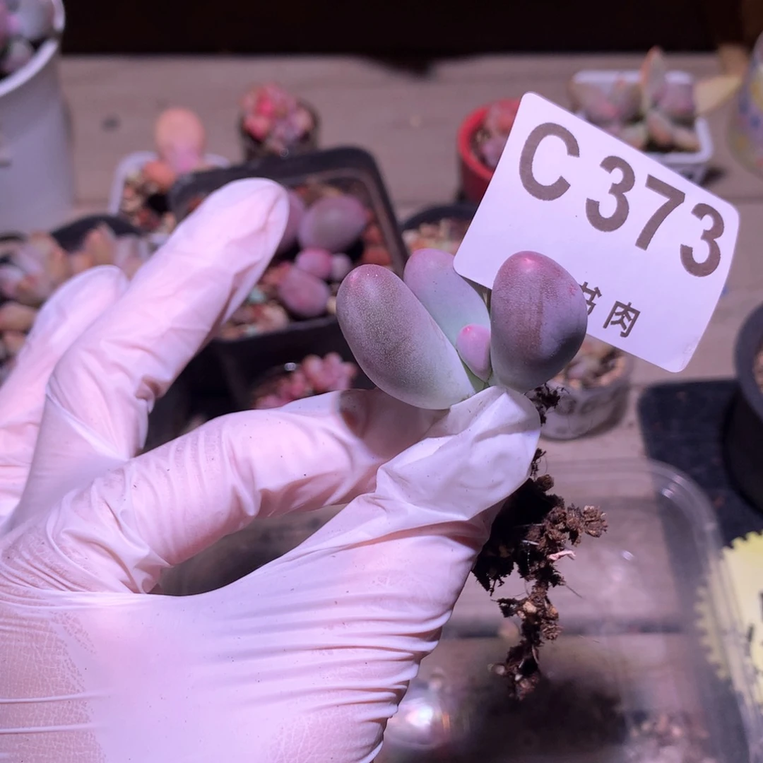 373 米可奶酪瑕疵特价多肉