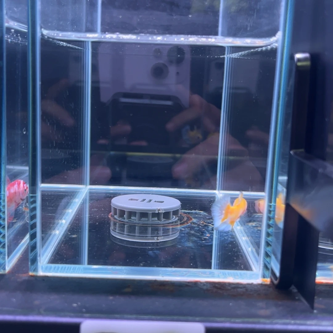 斗鱼泰国斗鱼斗鱼004