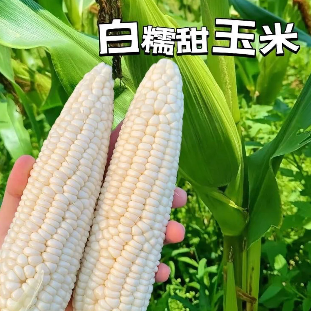 重庆农村高山香甜糯玉米