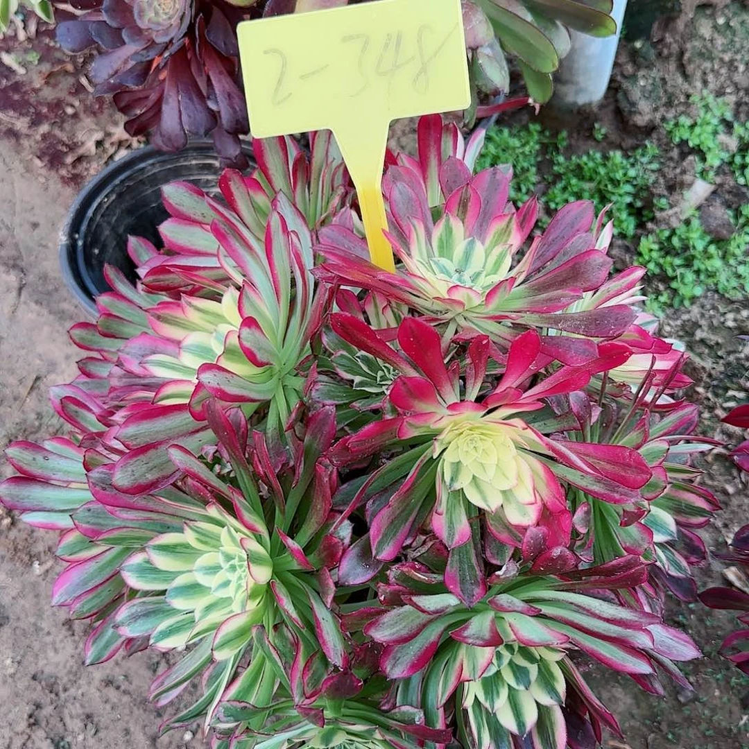 2-348--多头多肉植物