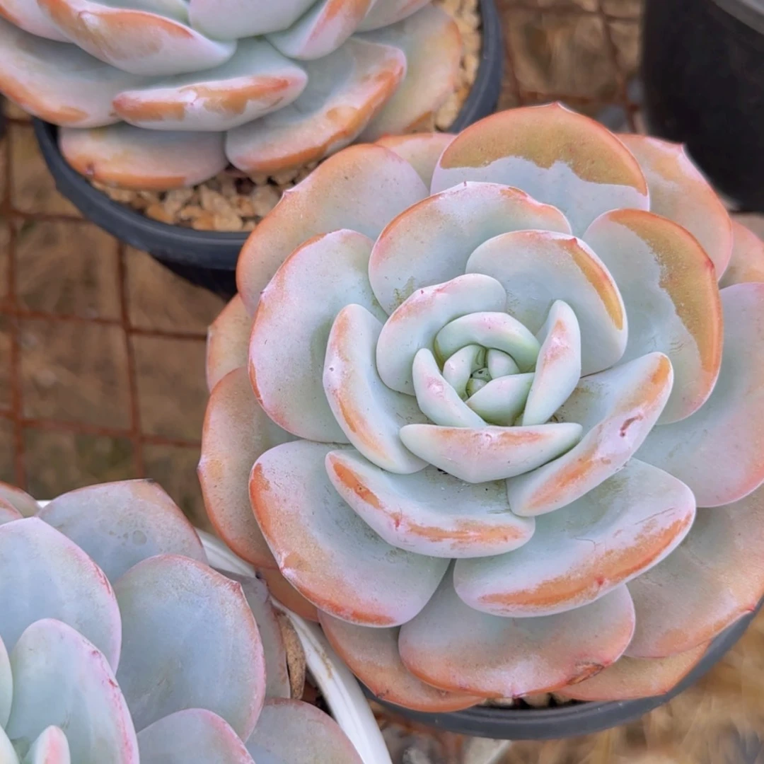 【闪购商品】胖胖的奶茶19.9