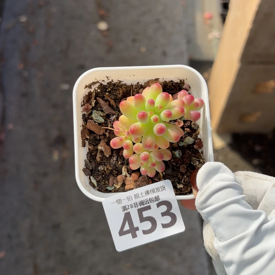 果冻乙女心无盆土发货