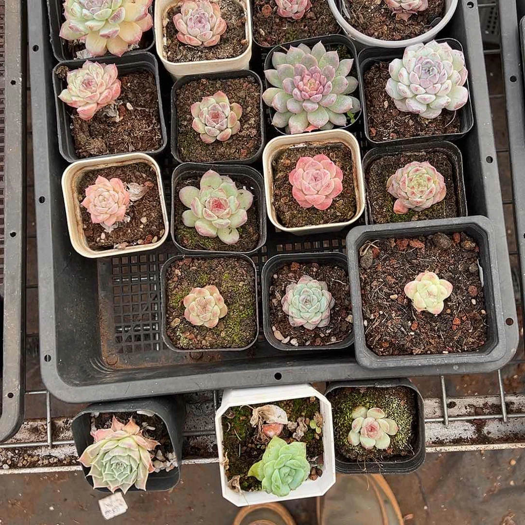 精品多肉十八包邮